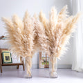 10PCS Tall Pampas Grass