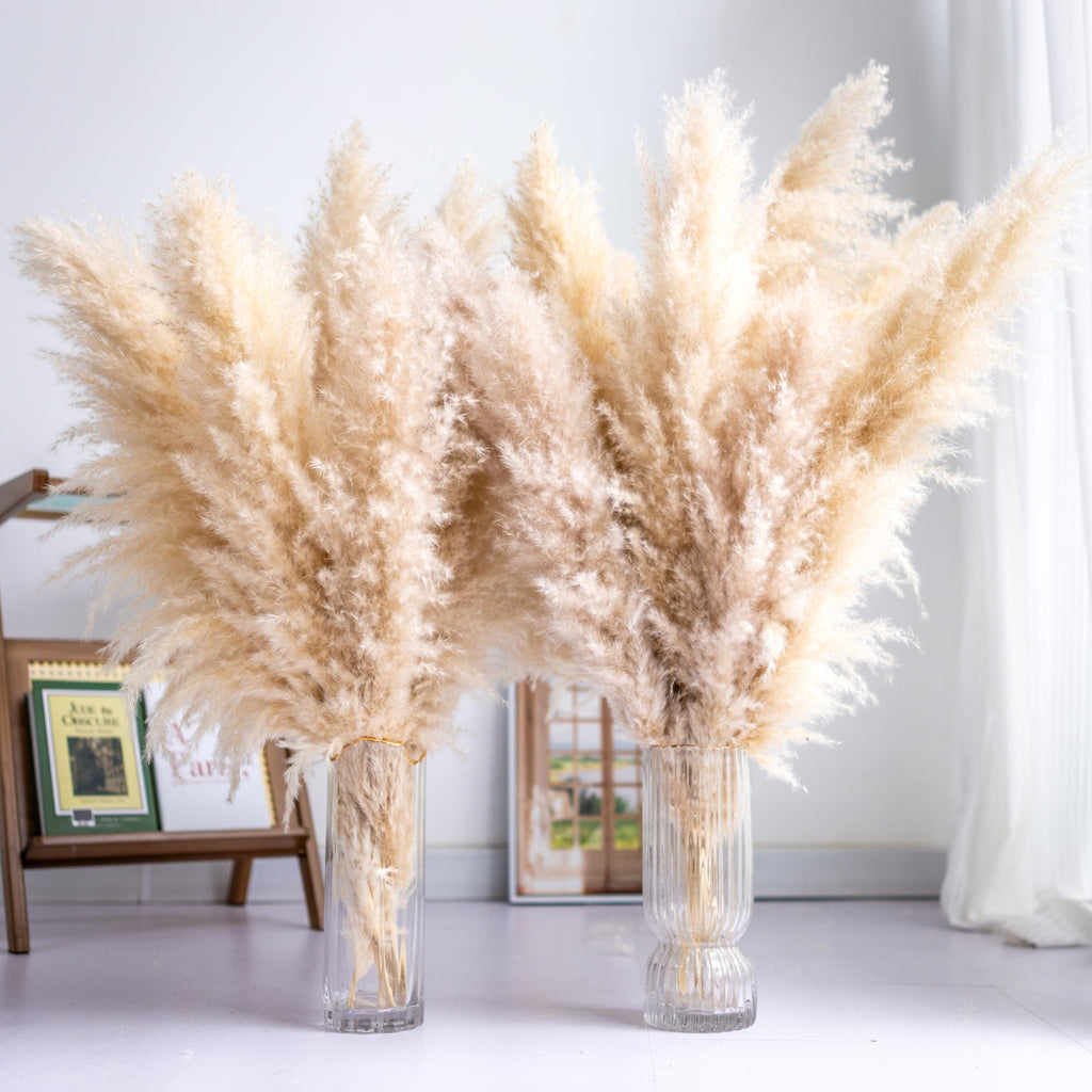 10PCS Tall Pampas Grass
