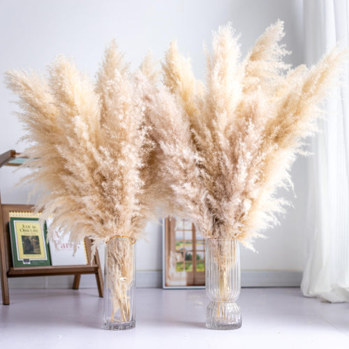 10PCS Tall Pampas Grass